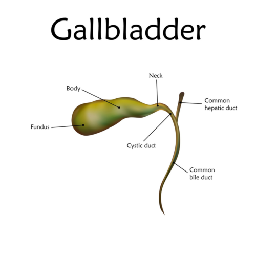 Signs You Have Gallbladder Issues & What to Do About It - Neumann ...